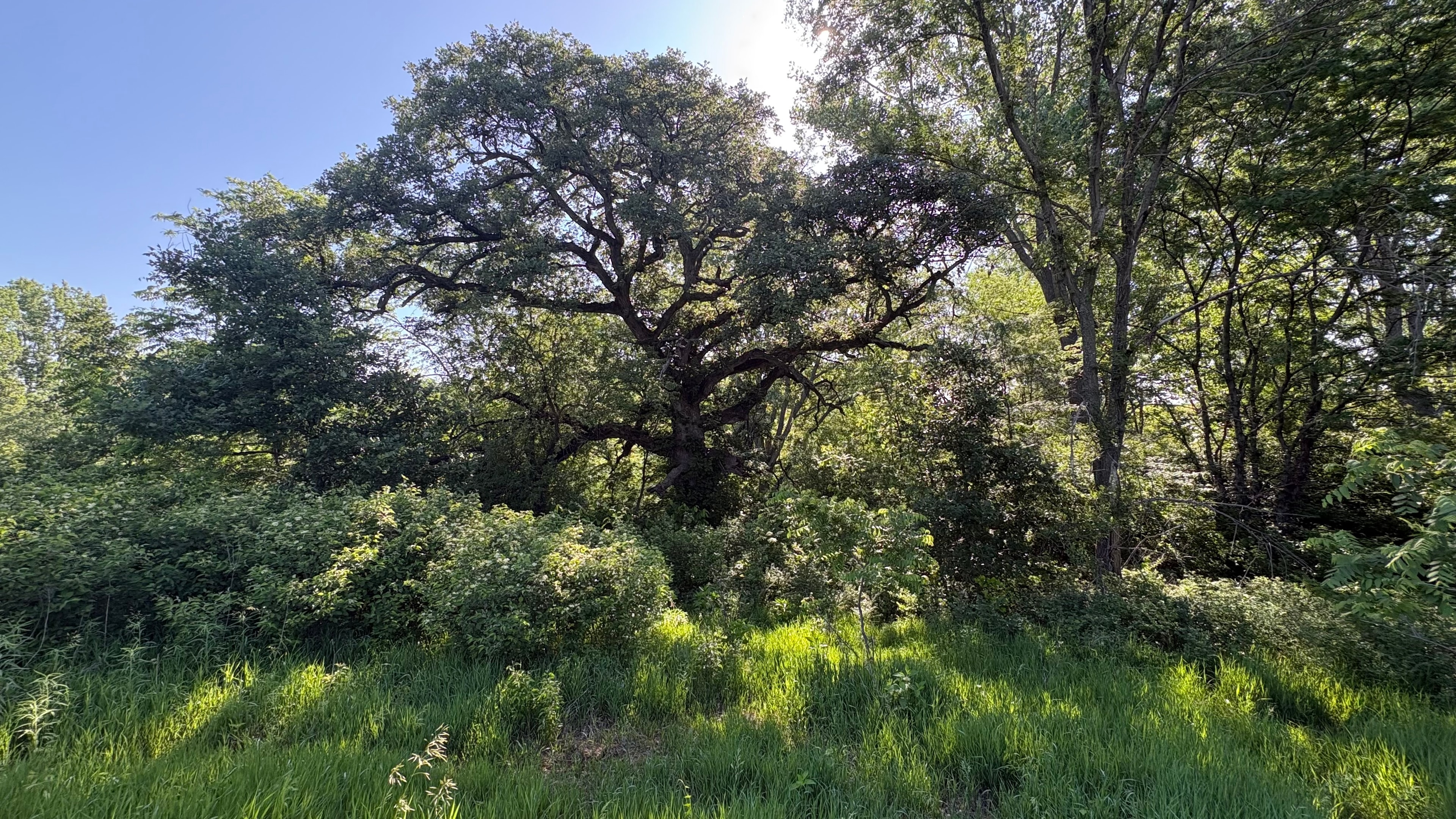 Sunlit woodland with mature trees and greenery